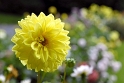 Blume_DDC1787 Kopie.jpg   26.04